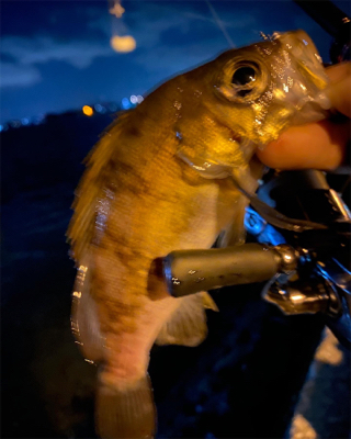 シャローフリークでメバリング