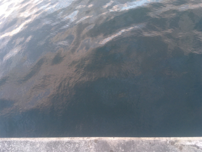 釣り始めはガシラから