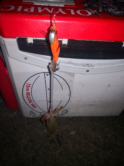 アジング練習361  ライトエギング