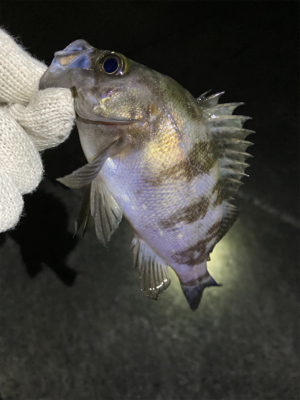 明石メバル釣行