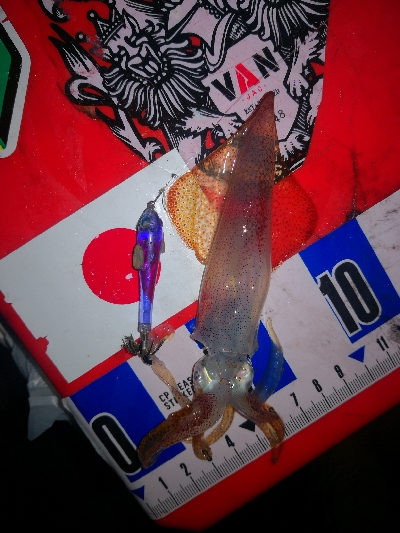 アジング練習362 ライトエギング