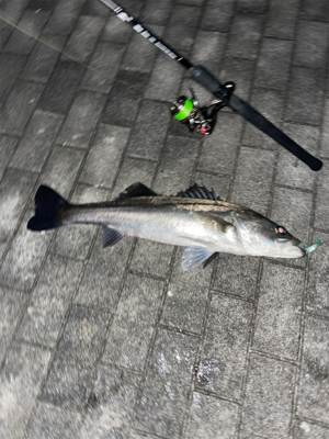 アフターシーバス