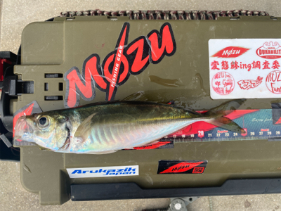 早起きして鱗付け