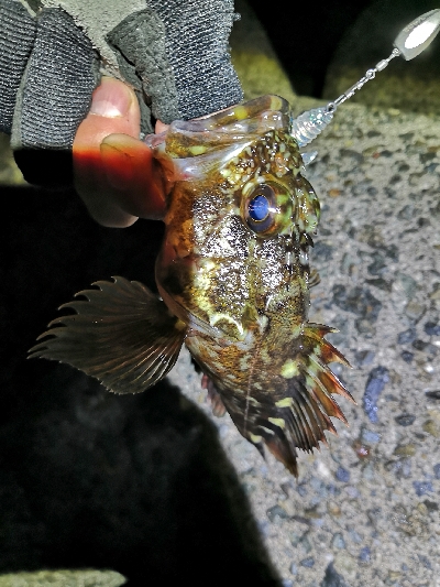 初釣りはロックフィッシング