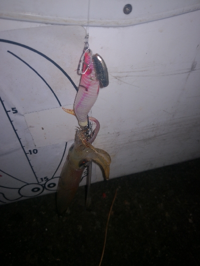 アジング練習363 ライトエギング