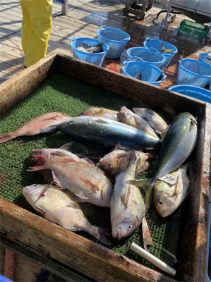 海上釣り堀　海恵