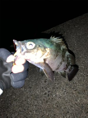 穴釣りとメバリング