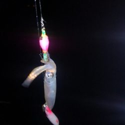 アジング練習364 ライトエギング