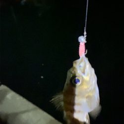 久しぶりのアジング