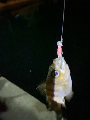 久しぶりのアジング