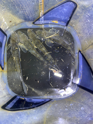 アジングのはずが…