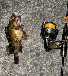 メバリングナイト