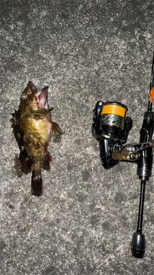 メバリングナイト