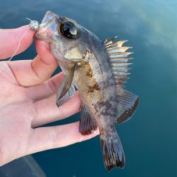 デイメバリング