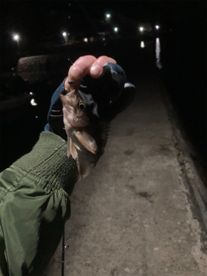 初三原メバリング調査!