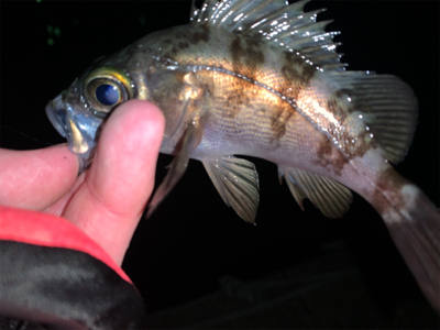 メバリング開幕