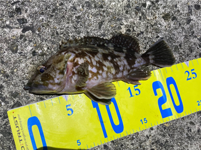 底をとったら楽しい外道