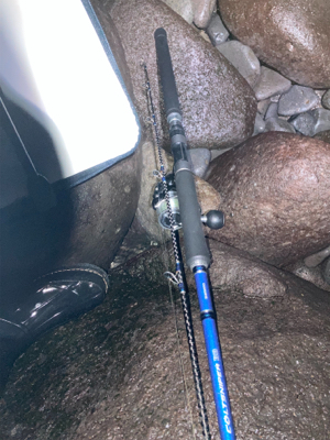 体高のあるヒラスズキ