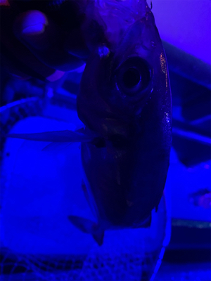 初のオフショア近海アジング！