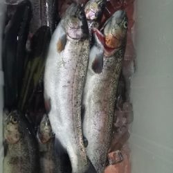 芥川ます釣り場