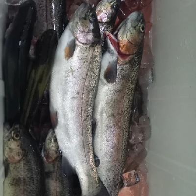 芥川ます釣り場