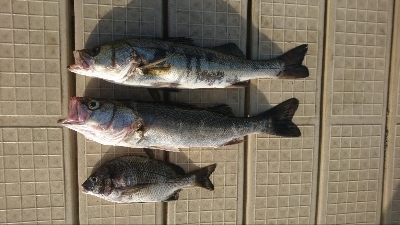 東京ベイエリアランガンルアーフィッシング