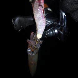 アジング練習365  ヒイカも少なくなりま…