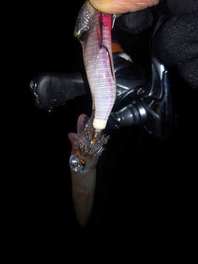 アジング練習365  ヒイカも少なくなりま…