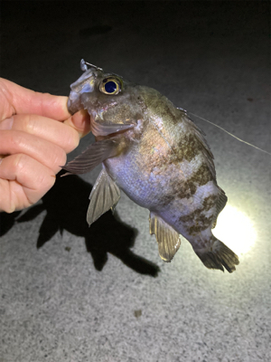 明石メバリング