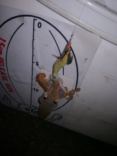 アジング練習366   ソアレXR C2000SSPG