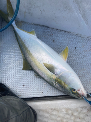 新年初ジギング