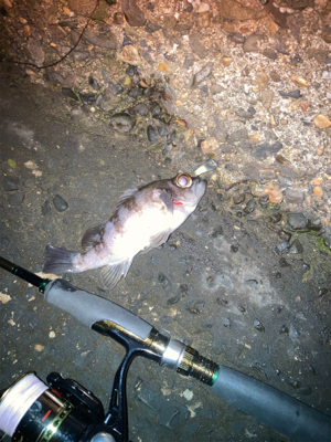 お散歩フィッシング