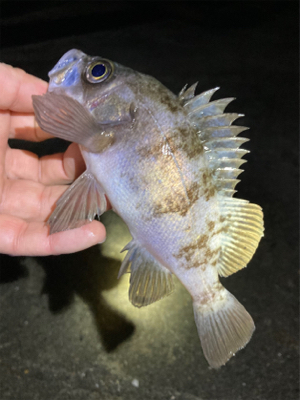 明石メバリング