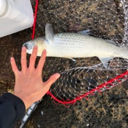 グレグレグレボラ？