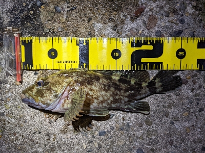 メバリングでしたが…