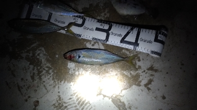 1/15釣果　楽しかった！寒かった！