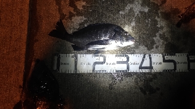 1/22釣果　紀州釣りは手が凍る