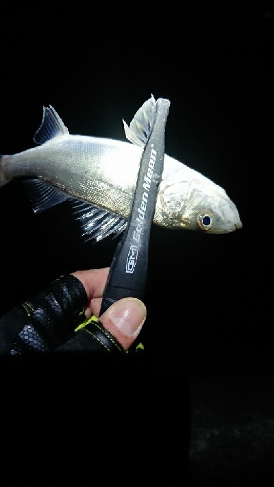 メバルのちチーバス