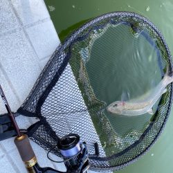 新年服部緑地エリアトラウト