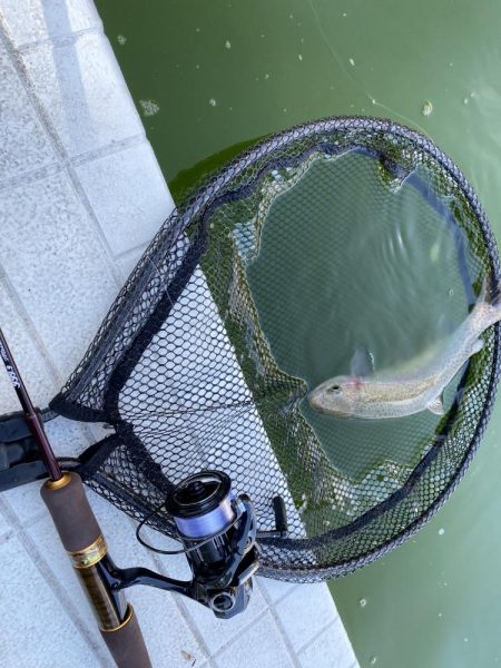 新年服部緑地エリアトラウト