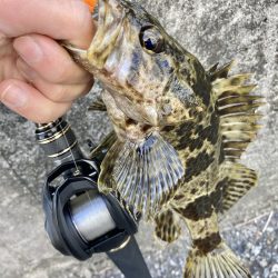 初ベイトフィネスでタケノコ遊び