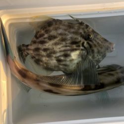 やっぱりカワハギを釣りたくて！