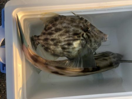 やっぱりカワハギを釣りたくて！