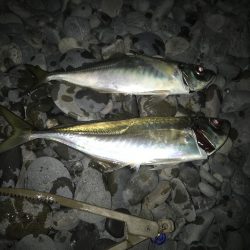 フロートアジングで尺アジGET