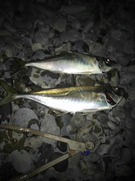 フロートアジングで尺アジGET