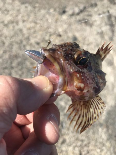 ライトワインドでガシラGET