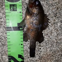 初釣りから三日目にもう一回