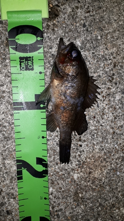 初釣りから三日目にもう一回