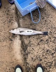 ショアジギング