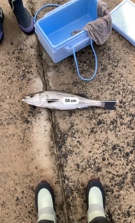 ショアジギング